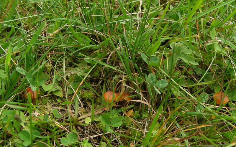 Hygrocybe d''agosto